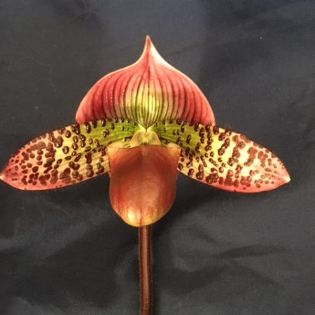 Paph. Hilo Rainbow 'Bold Spots' x Mem Gerhard Conrad 'Ruby Image'. Flowering Size.