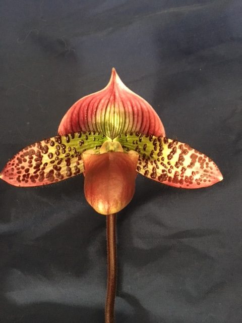 Paph. Hilo Rainbow 'Bold Spots' x Mem Gerhard Conrad 'Ruby Image'. Flowering Size.