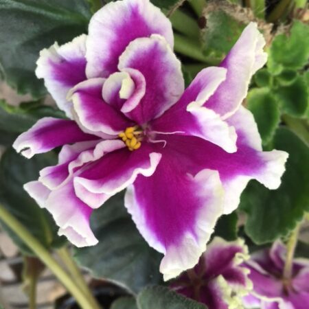 African Violet Katerina. 50mm pots.