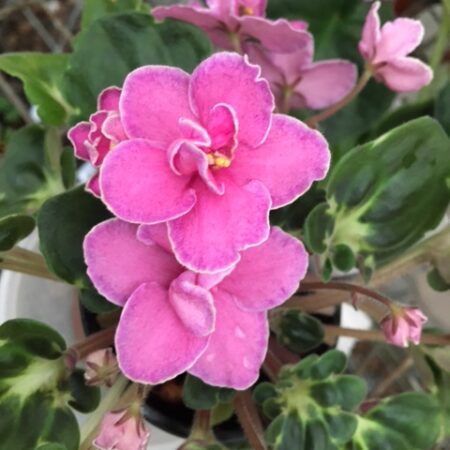 African Violet Ma's Melody Girl. 50mm pots.