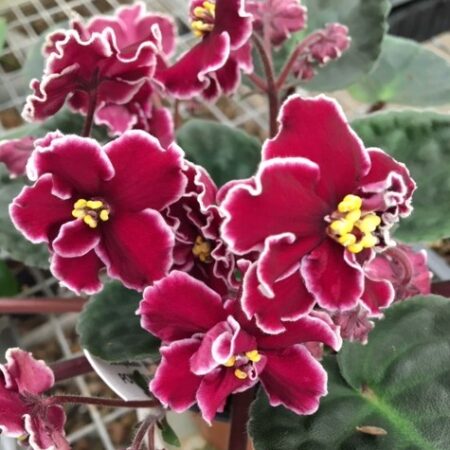 African Violet Powder Keg. 50mm pots.