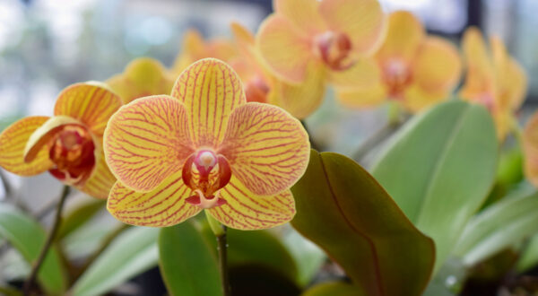 Quality Orchids and African Violets - Robertson Orchids