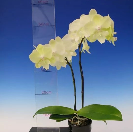 Phalaenopsis Tying Shin 2969. Flowering Size. - Robertson Orchids