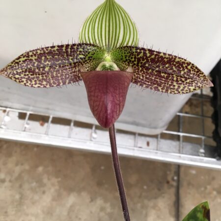 Paph. sukhakulii. 50mm pots.