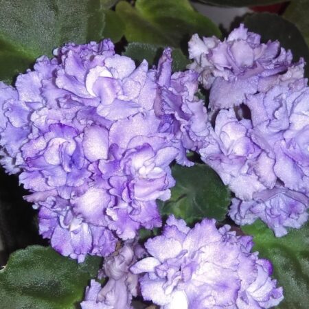 African Violet Tribute To Bill. 50mm pots.