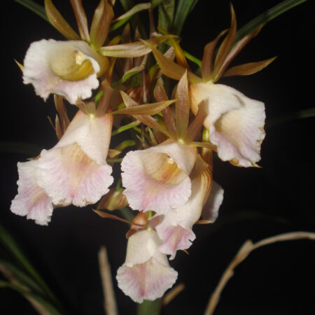 Galeandra lucustris. 50mm tubes.