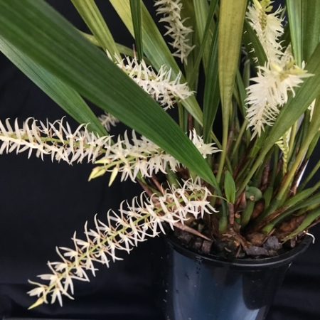 Dendrochilum yuccifolium. Flowering Size Division.