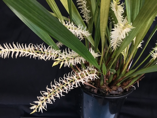 Dendrochilum yuccifolium. Flowering Size Division.