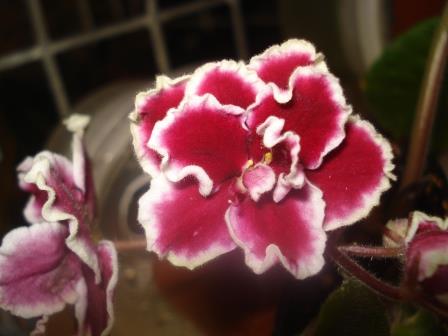 African Violet Oracle. 50mm pots.