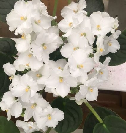 African Violet Ness Viking Frost. 50mm pots.