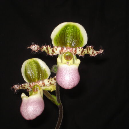 Paph. liemianum. 50mm pots.