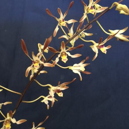 Dendrobium Mighty Mite. 50mm pots.