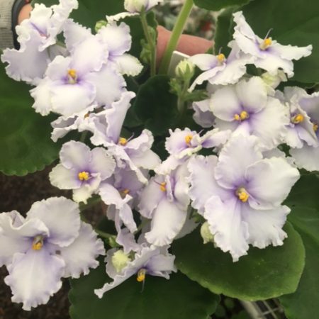 African Violet Blue Fire. 50mm pots.