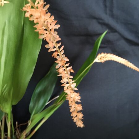 Dendrochilum convolariaforme. Flowering Size divisions.