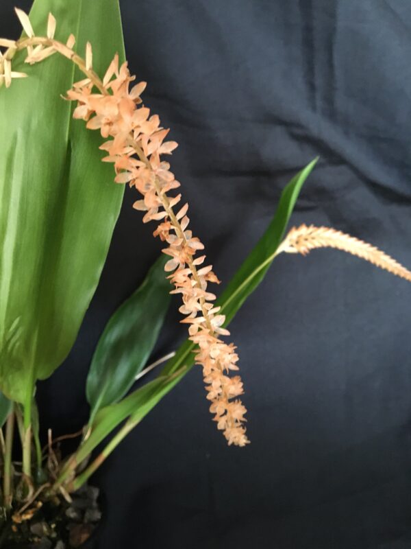 Dendrochilum convolariaforme. Flowering Size divisions.