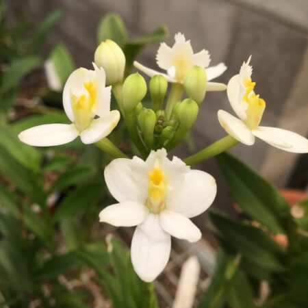 Epi. Rasberry Valley 'Cupid'. Near flowering size in 70mm pots.