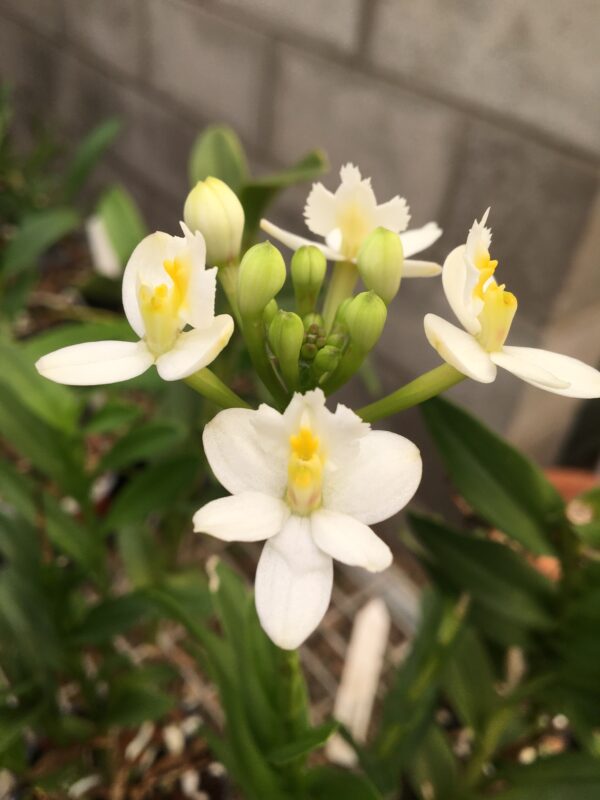 Epi. Rasberry Valley 'Cupid'. Near flowering size in 70mm pots.