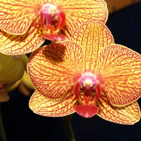 Phal. Ox Lottery Prince. Approx 150mm leaf span.
