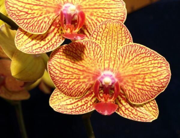 Phal. Ox Lottery Prince. Approx 150mm leaf span.