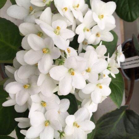 African Violet Optimara Michelangelo White. 50mm pots.