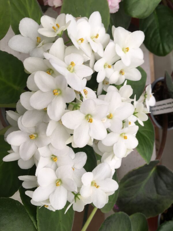 African Violet Optimara Michelangelo White. 50mm pots.