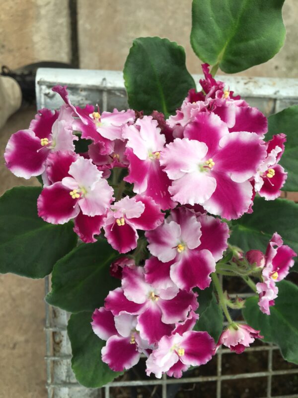 African Violet Optimara Millenia. 50mm pots.