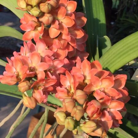 Rhyncostylis gigantea 'Peach'. 50mm pots.