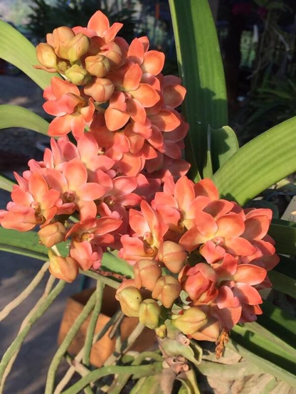 Rhyncostylis gigantea 'Peach'. 50mm pots.