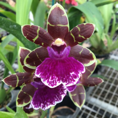 Zygo. Arthur Elle. Flowering Size.