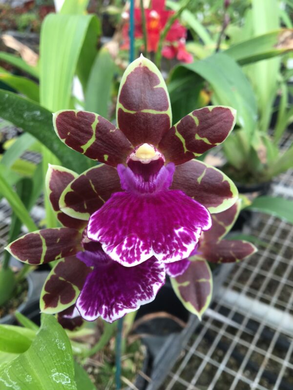 Zygo. Arthur Elle. Flowering Size.