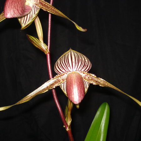 Paph. Lady Rothschild. 20 plant flask.