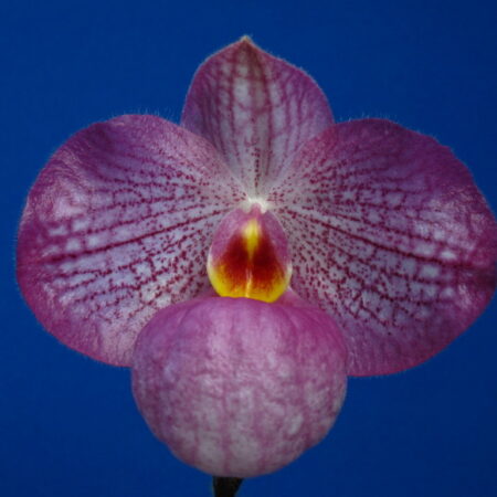 Paph. Magic Lantern. 20 plant flask.