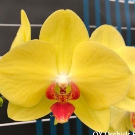 Phal. Ox Sunset Lover. Approx 150mm leaf span.
