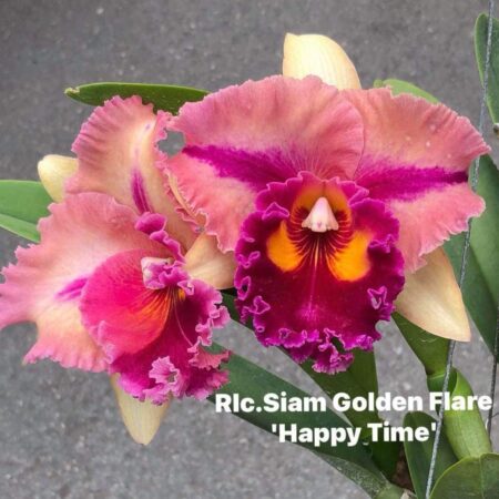 Rlc. Siam Golden Flare 'Happy Time'. 50mm pots.