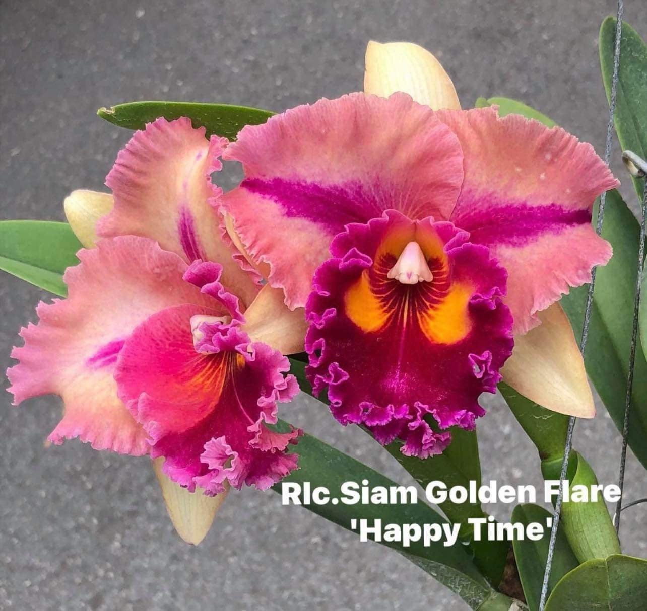 Rlc. Siam Golden Flare ‘Happy Time’. 50mm pots.