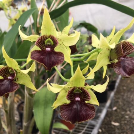 Den. convolutum x Wonder Nishii. 50mm pots.