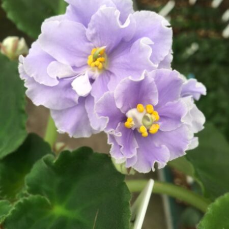 African Violet Sky Garden. 50mm pots.
