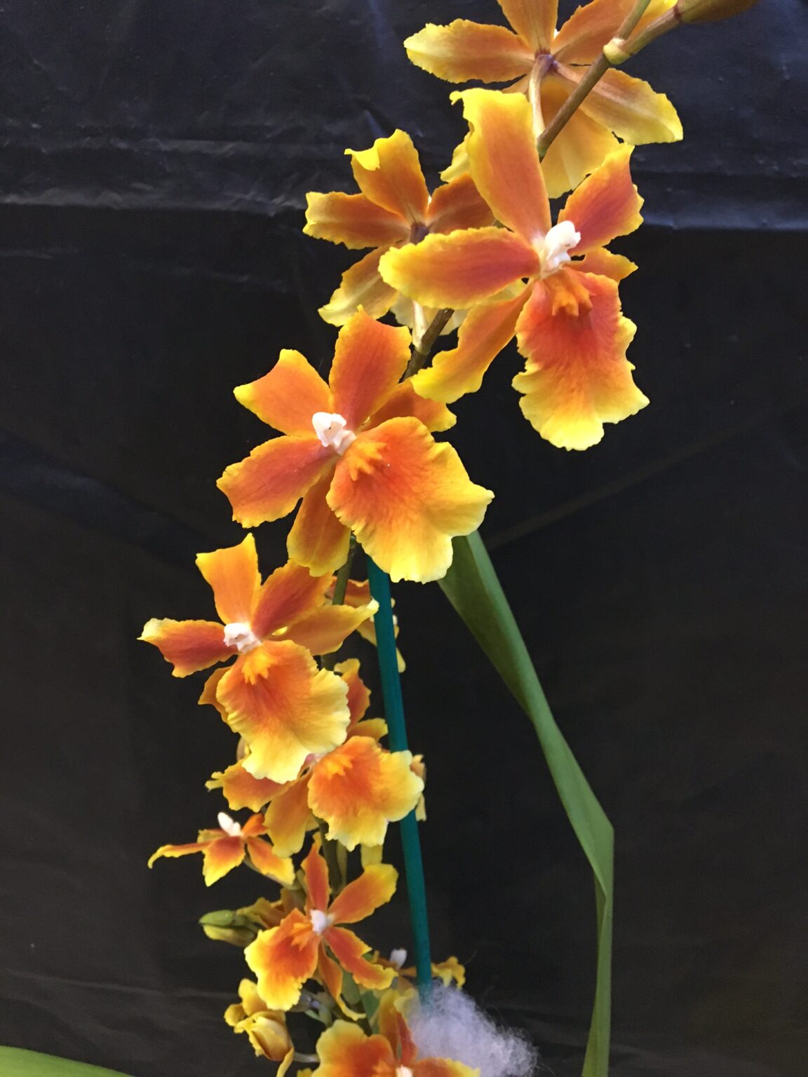 Osp. Brazilian Sun 'Samba'. Flowering Size. - Robertson Orchids