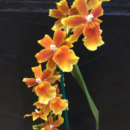 Osp. Brazilian Sun 'Samba'. Flowering Size.