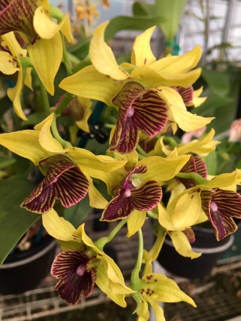 Den. normanbyense x (convolutum x Wonder Nishii). 50mm pots.
