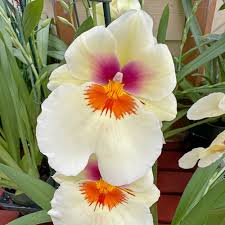 Miltoniopsis Arthur Cobbledick 'Springtime' HCC/AOS.