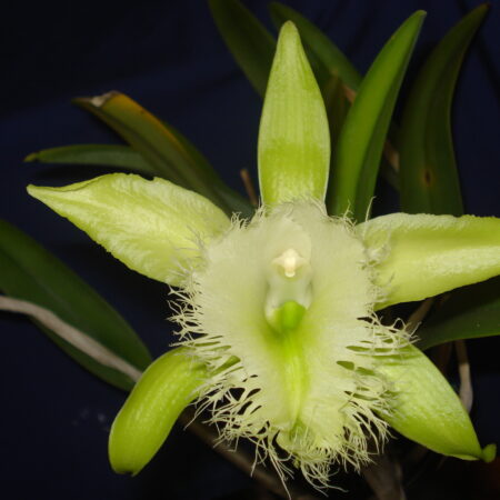Brassavola digbyana. 50mm pots.