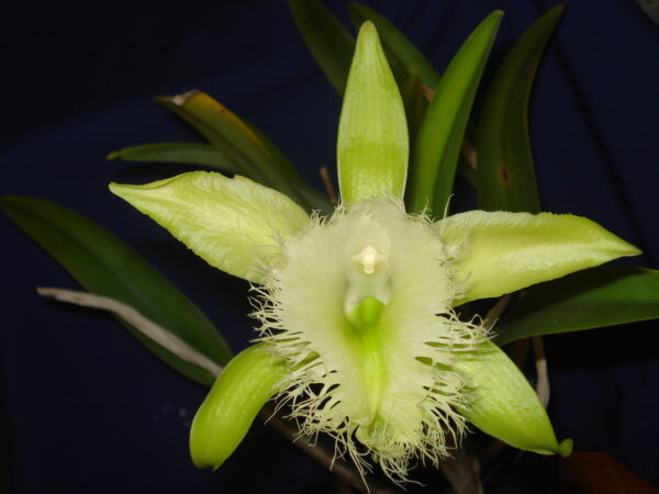 Brassavola digbyana. 50mm pots.