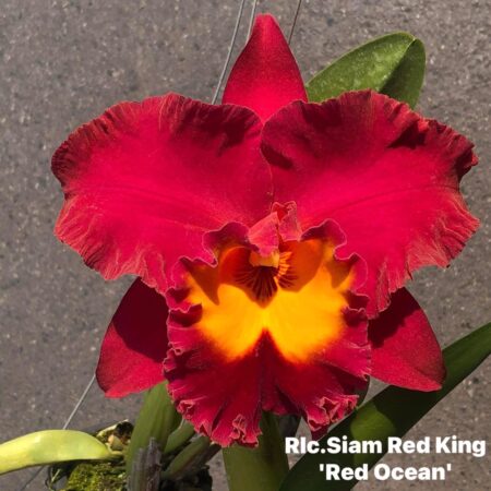 Rlc. Siam Red King 'Red Ocean'. 50 mm pots.