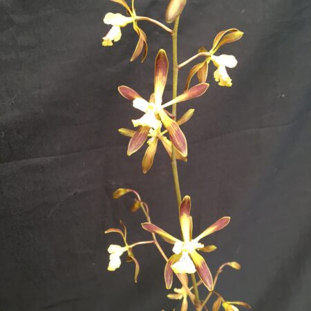 Encyclia Bees Knees. 50mm pots.