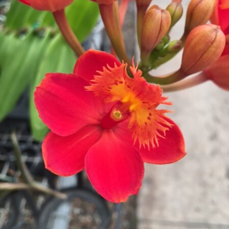 Epi. Rosedale Dazzler. Approx 180mm high plants.