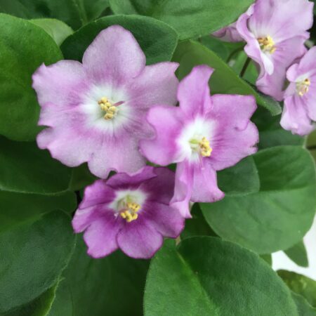 African Violet Nesse Jesse. 50mm pots.