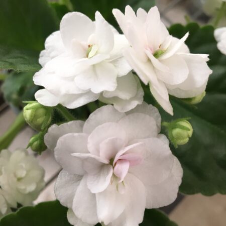 African Violet Rose Bay. 50mm pots.