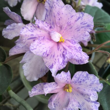 African Violets Ness Midnight Fantasy. 50mm pots.