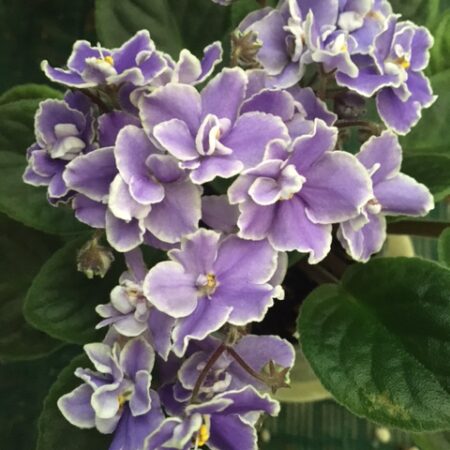 African Violet Southern Lyndal. 50mm pots.